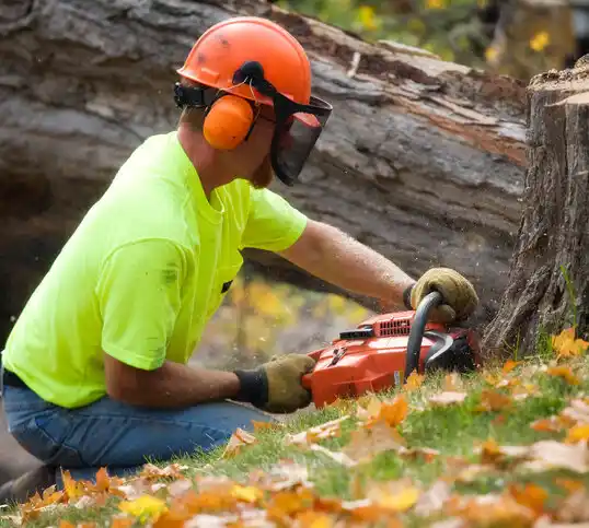 tree services Verdigre